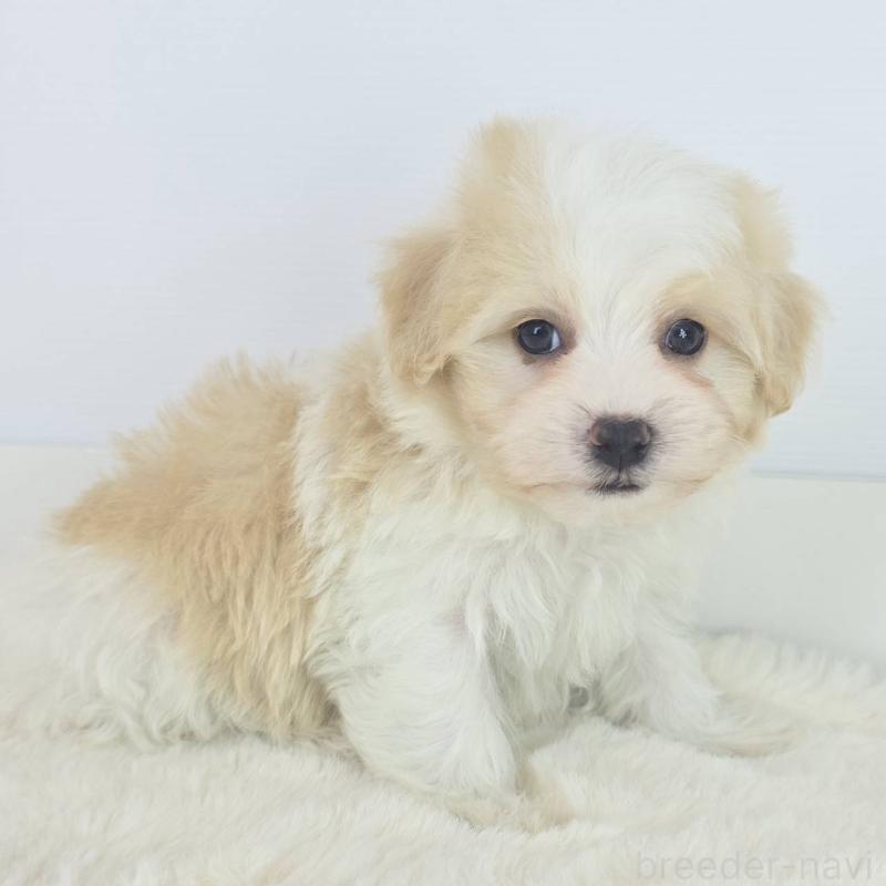 販売中の茨城県のミックス犬-454598の4枚目