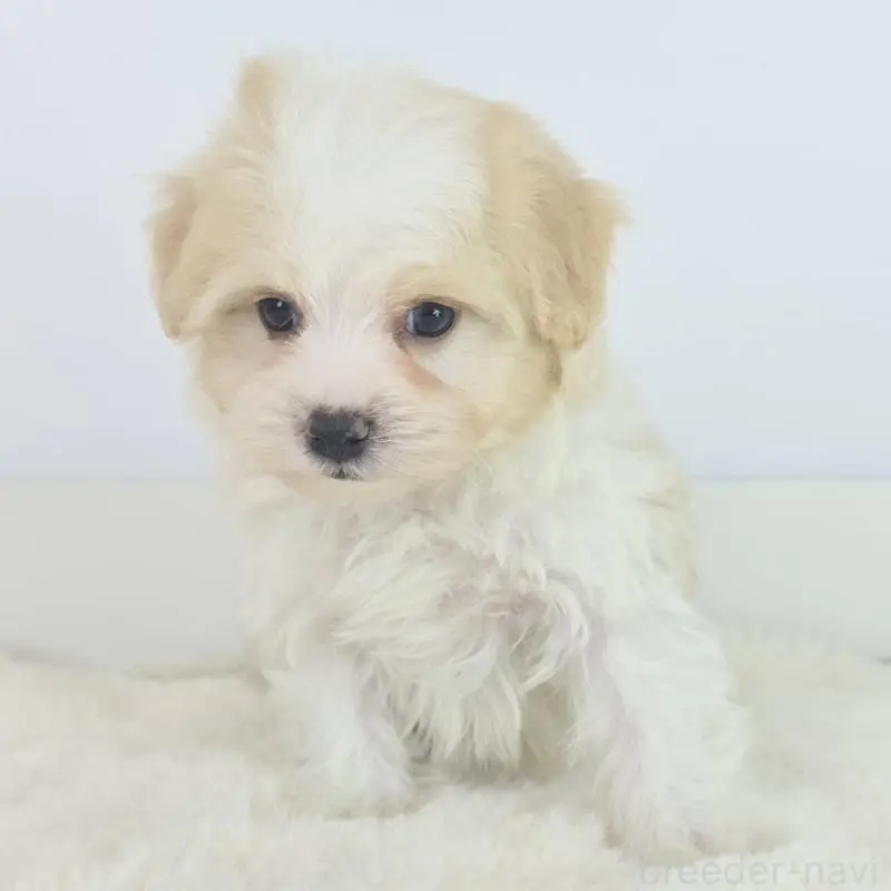 販売中の茨城県のミックス犬-454598の2枚目