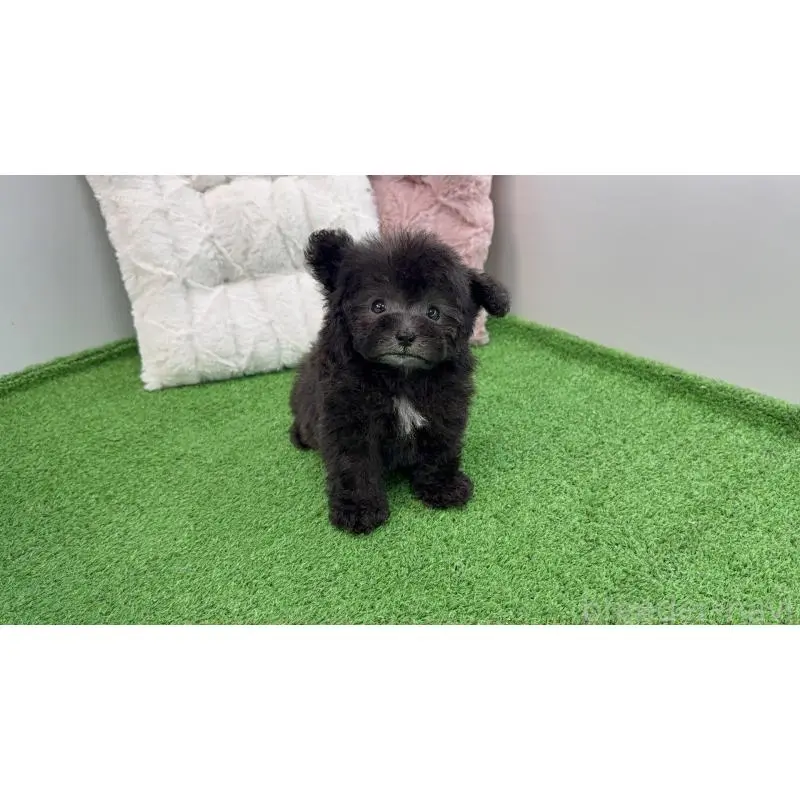 販売中の東京都のティーカッププードル-454601の6枚目