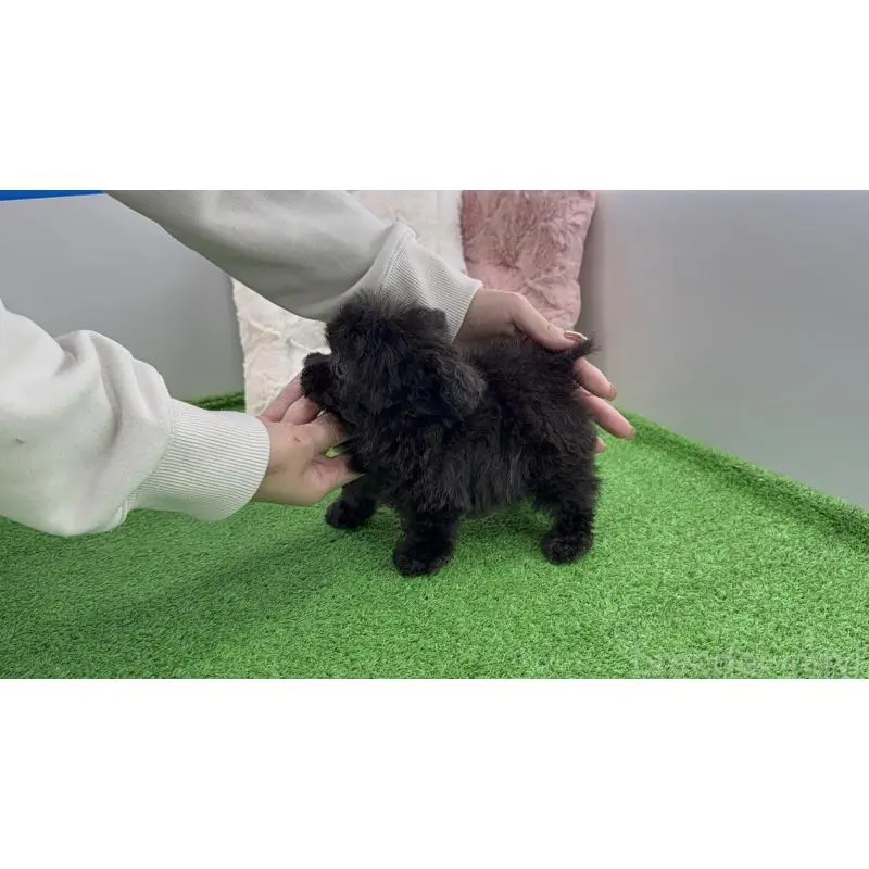 販売中の東京都のティーカッププードル-454601の2枚目