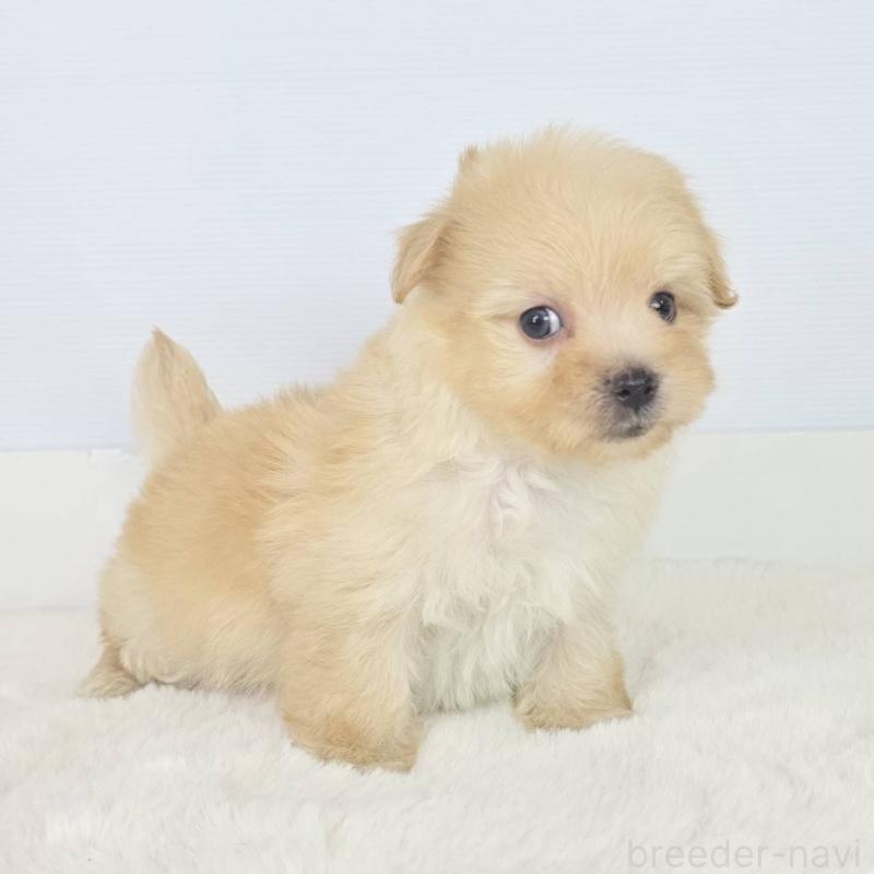 販売中の茨城県のミックス犬-454600の4枚目