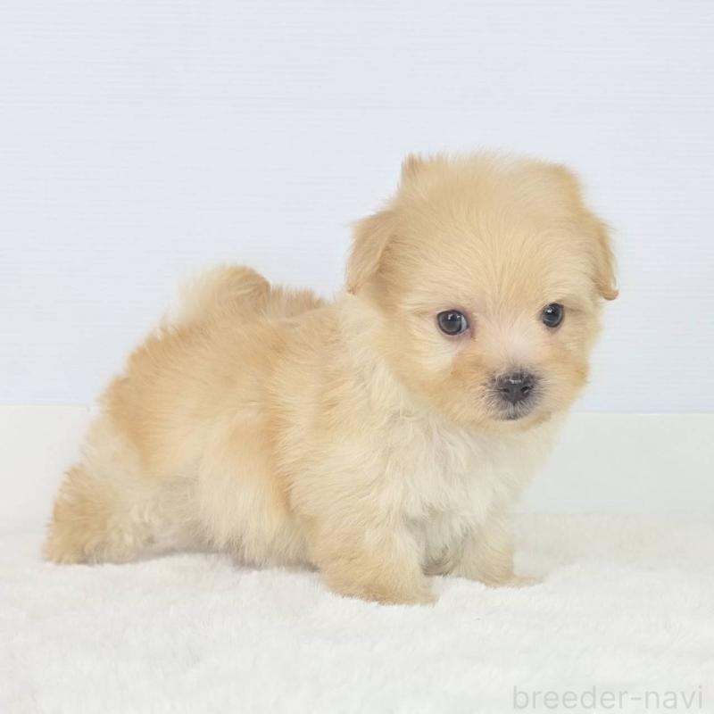 販売中の茨城県のミックス犬-454600の2枚目