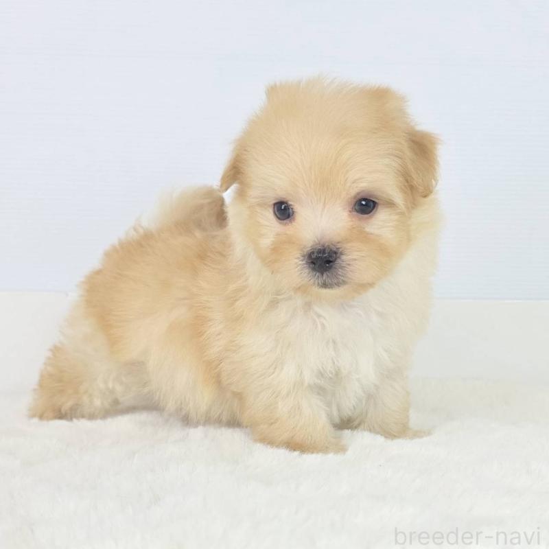 販売中の茨城県のミックス犬-454600の3枚目