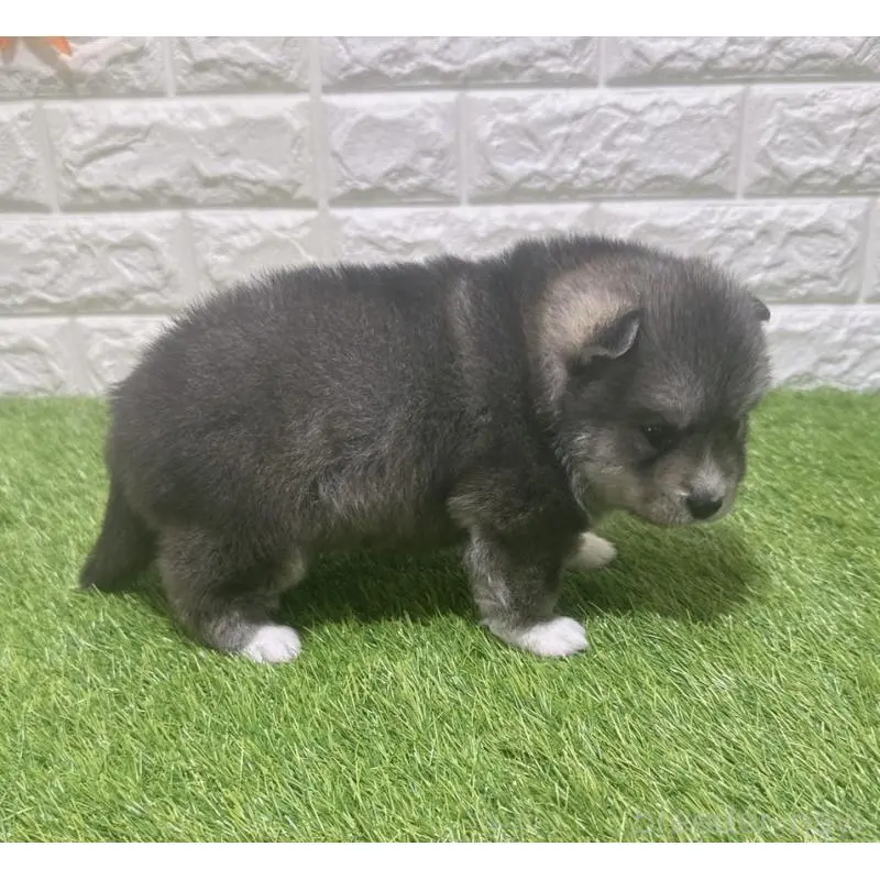 販売中の愛知県のミックス犬-454604の5枚目