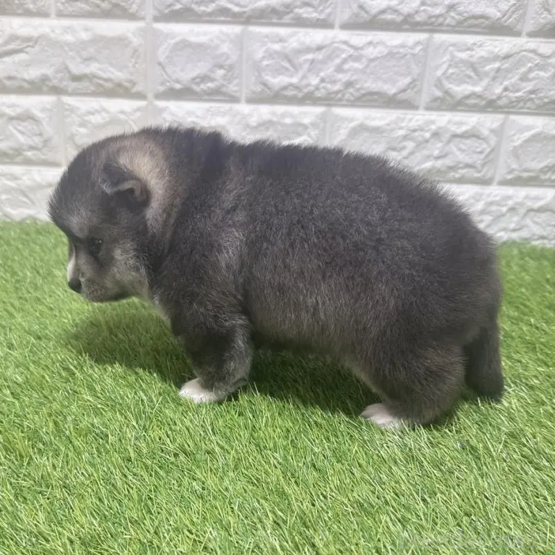 販売中の愛知県のミックス犬-454604の4枚目