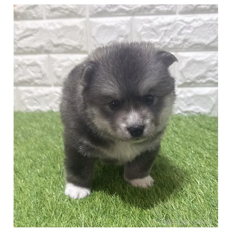 販売中の愛知県のミックス犬-454604の3枚目