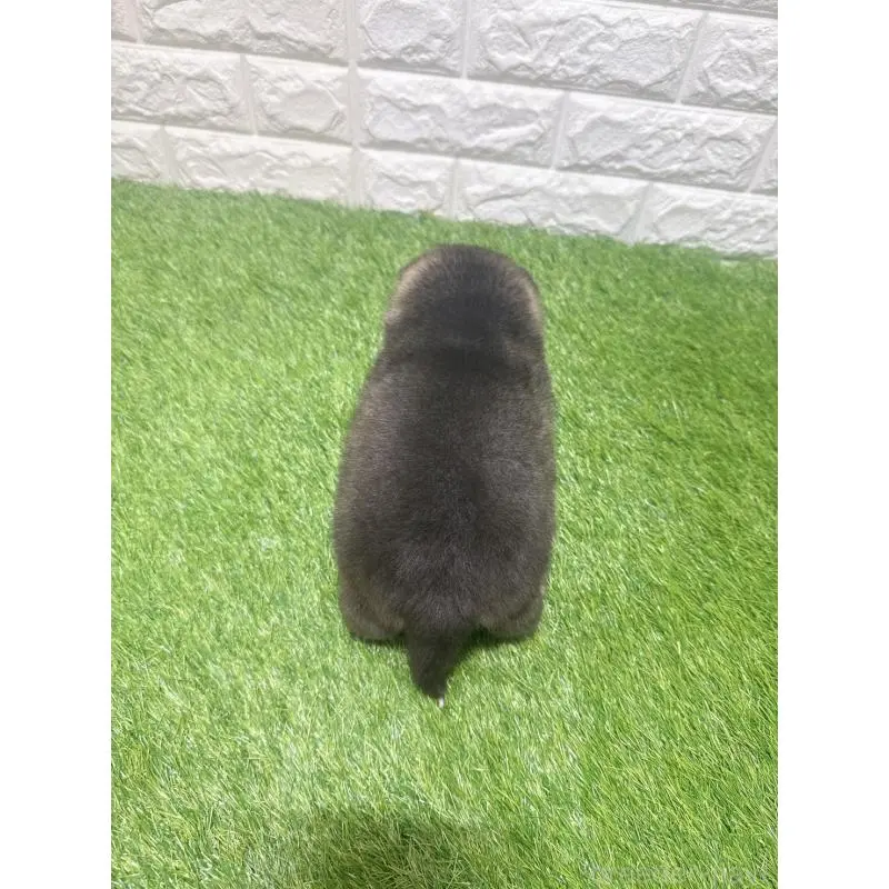 販売中の愛知県のミックス犬-454604の2枚目