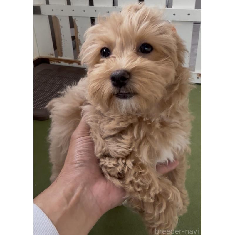 成約済の福岡県のマルプー:マルチーズ×トイプードル-444423の4枚目