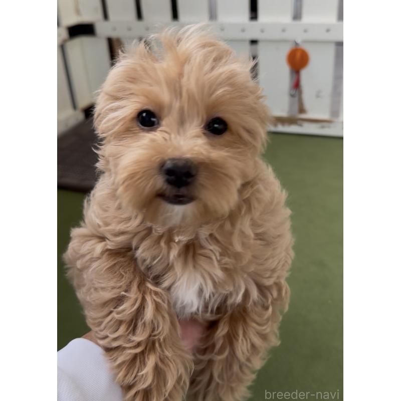 成約済の福岡県のマルプー:マルチーズ×トイプードル-444423の3枚目