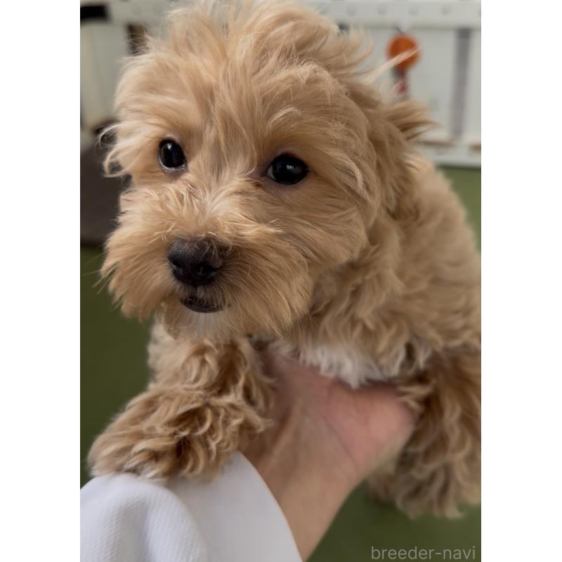 成約済の福岡県のマルプー:マルチーズ×トイプードル-444423の2枚目