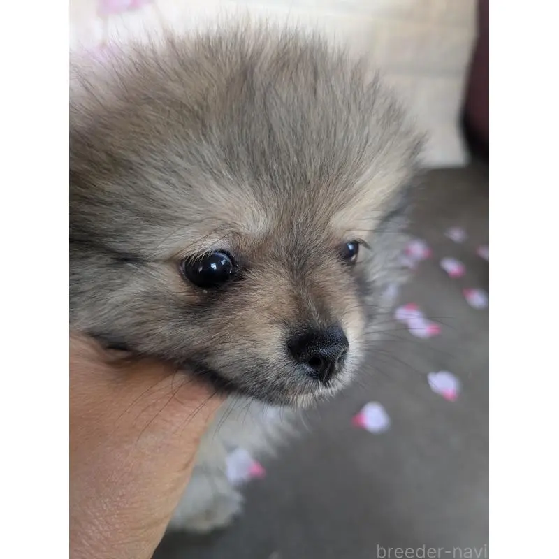 販売中の福岡県のポメラニアン-454609の9枚目