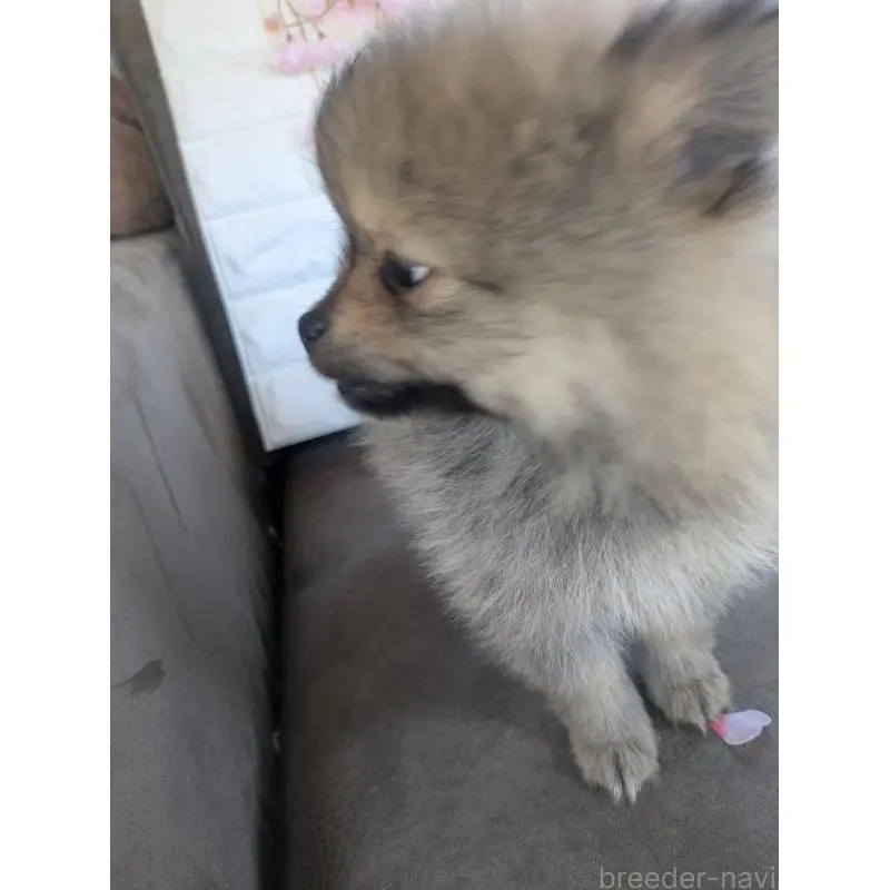 販売中の福岡県のポメラニアン-454609の8枚目