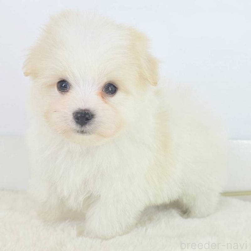 販売中の茨城県のミックス犬-454602の3枚目