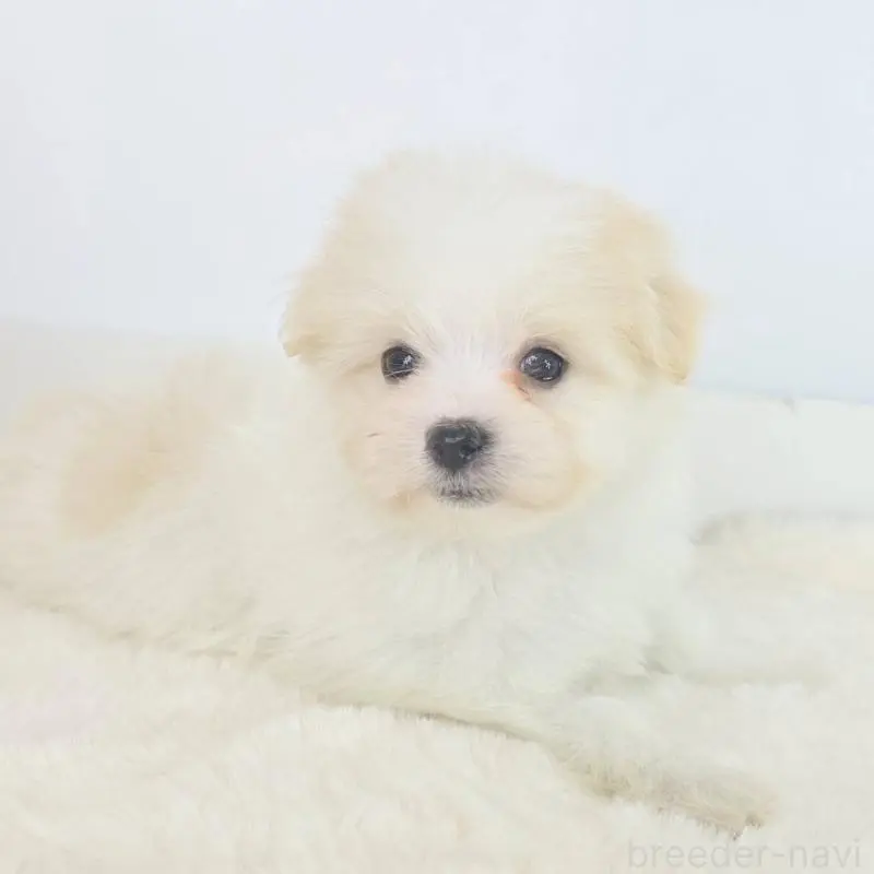 販売中の茨城県のミックス犬-454602の2枚目