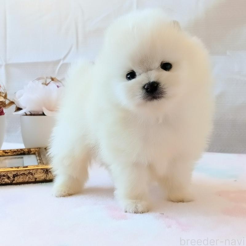 販売中の和歌山県のポメラニアン-453529