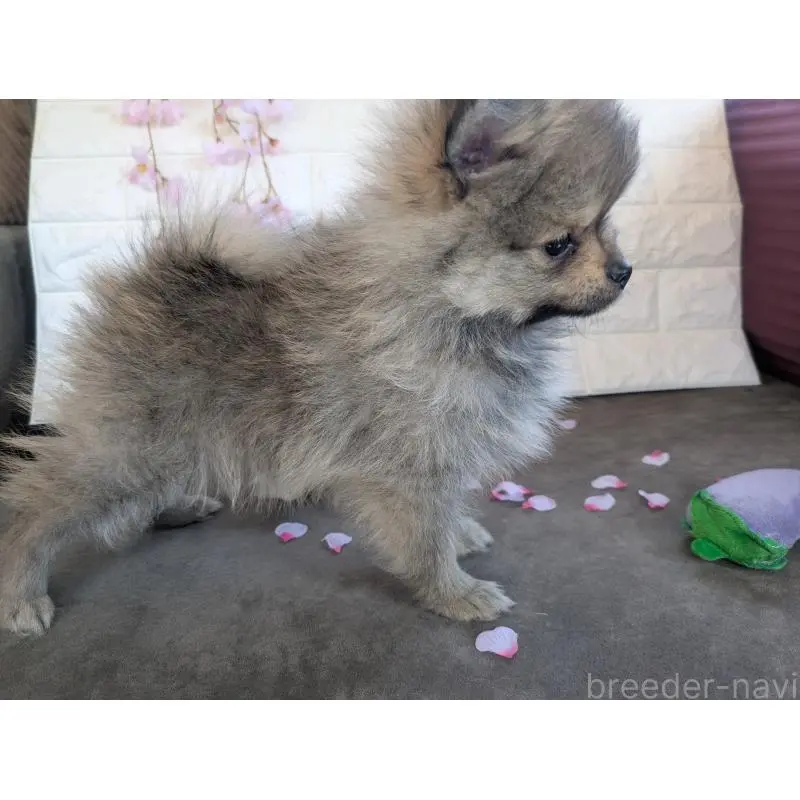販売中の福岡県のポメラニアン-454609の6枚目