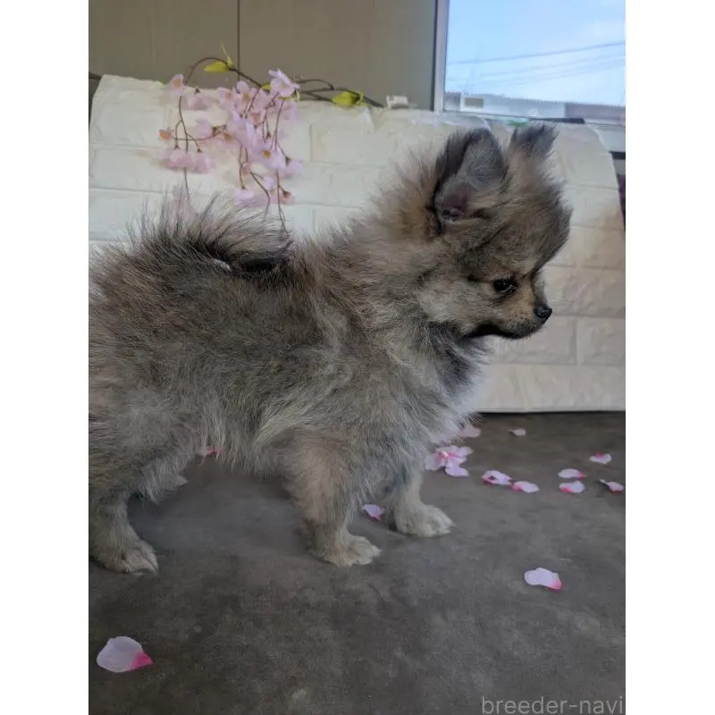 販売中の福岡県のポメラニアン-454609の5枚目