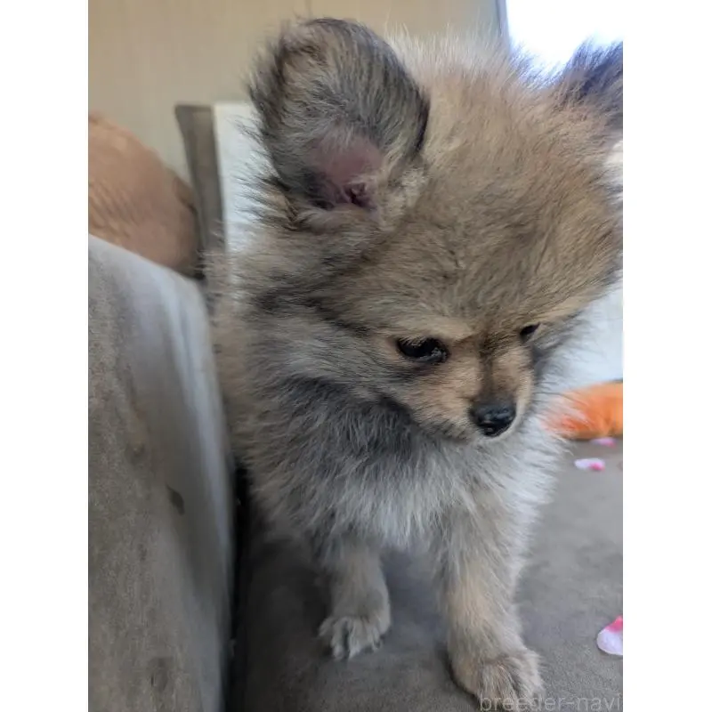 販売中の福岡県のポメラニアン-454609の3枚目