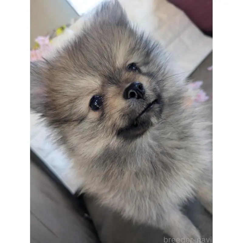 販売中の福岡県のポメラニアン-454609の2枚目