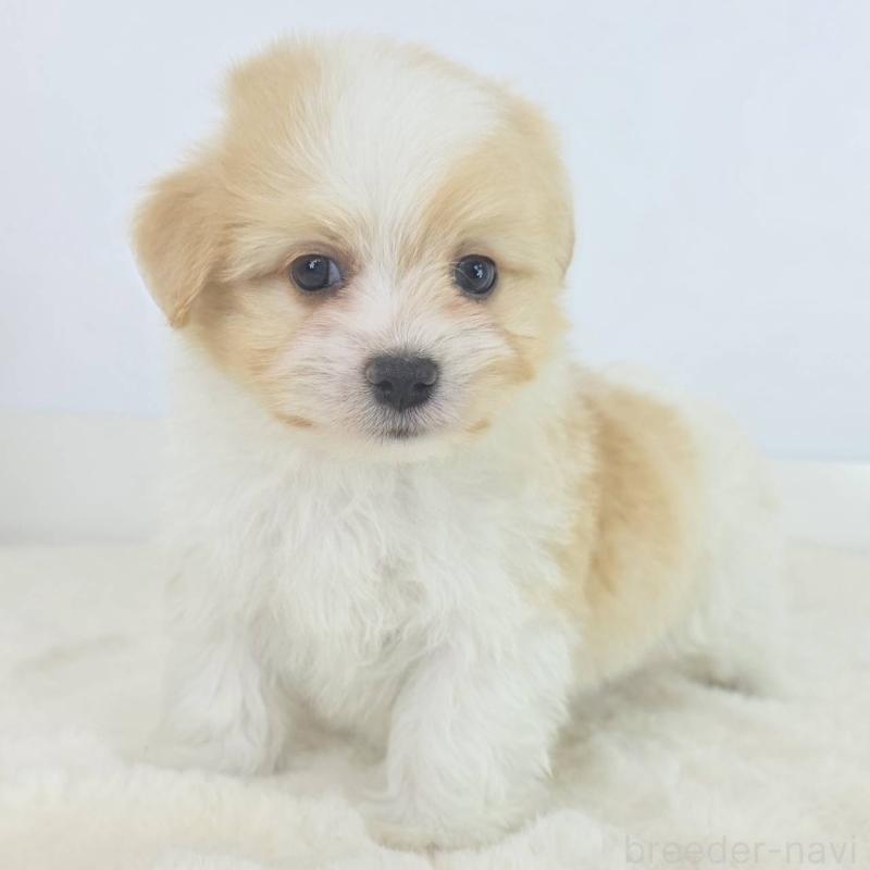 販売中の茨城県のミックス犬-454606の4枚目