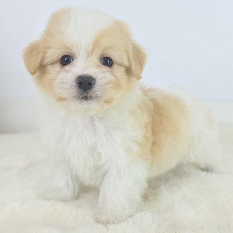 販売中の茨城県のミックス犬-454606の2枚目