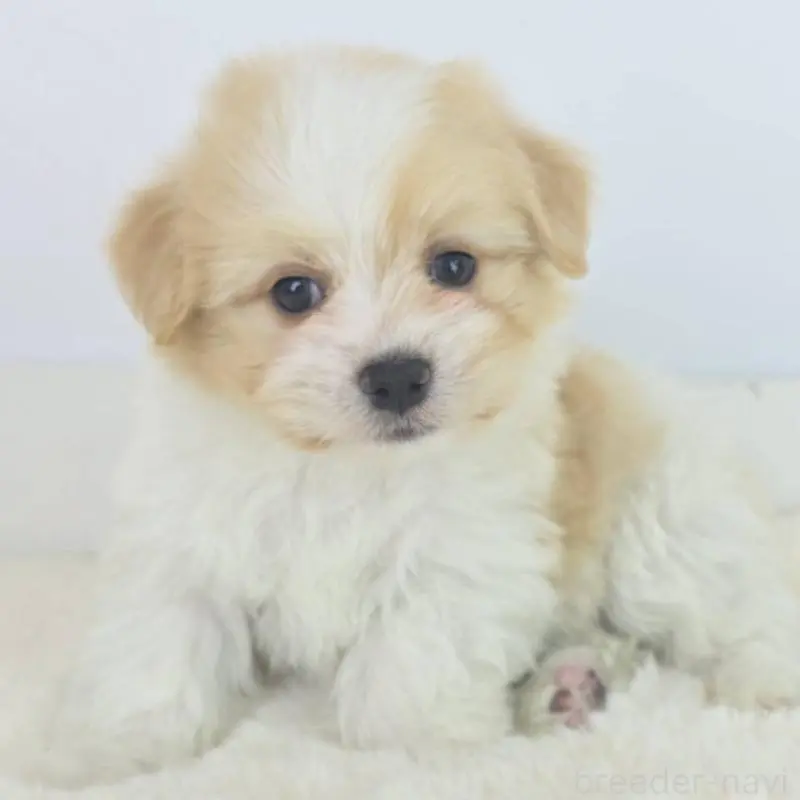 販売中の茨城県のミックス犬-454606の3枚目