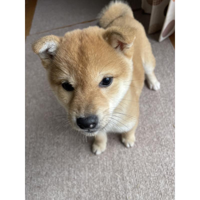 成約済の茨城県の柴犬-446368の4枚目