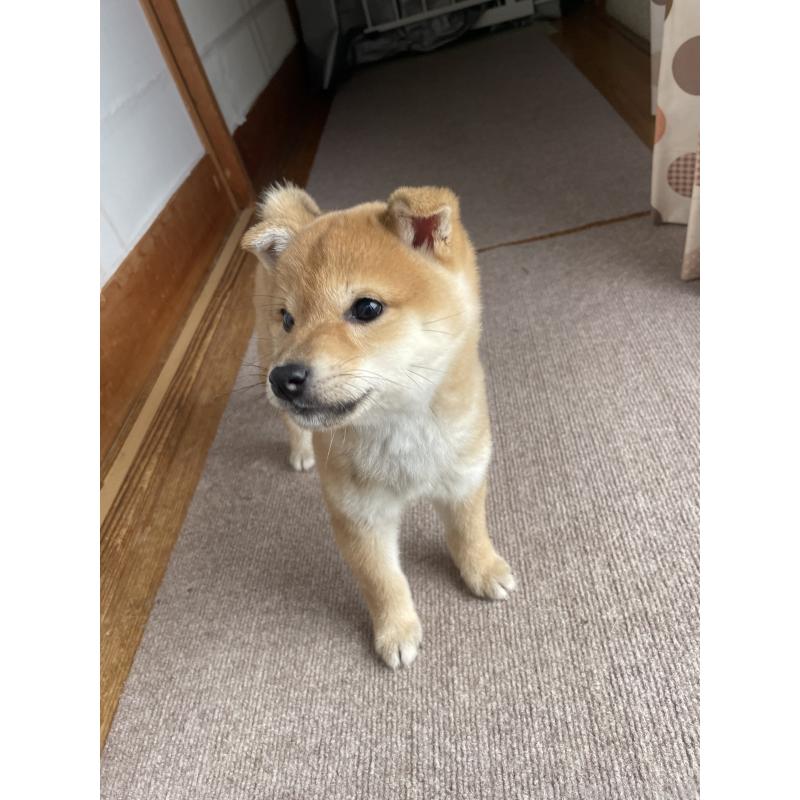 成約済の茨城県の柴犬-446368の3枚目