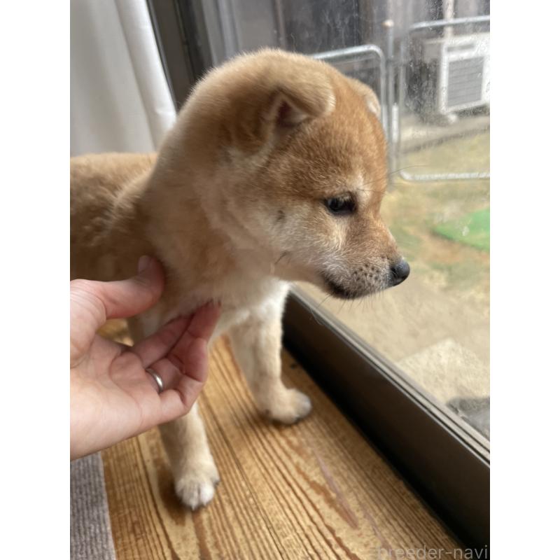 成約済の茨城県の柴犬-446368の2枚目