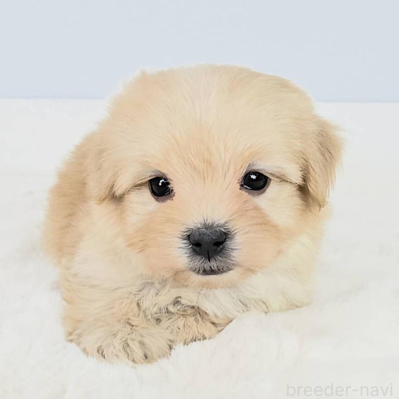 販売中の茨城県のミックス犬-454607の4枚目