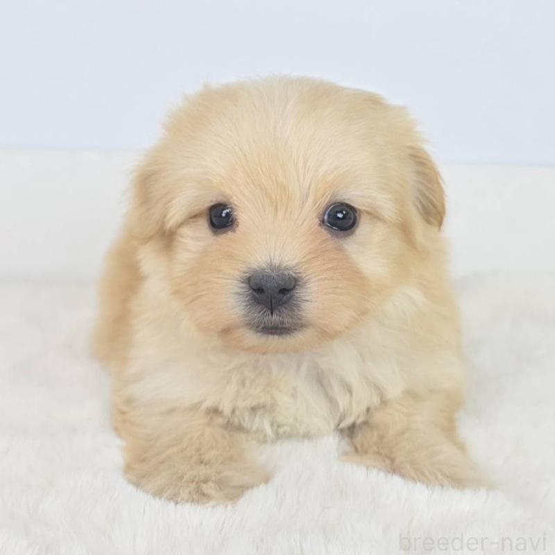 販売中の茨城県のミックス犬-454607の3枚目