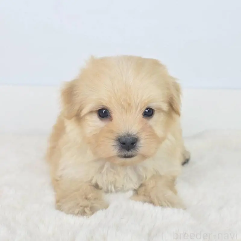 販売中の茨城県のミックス犬-454607の2枚目