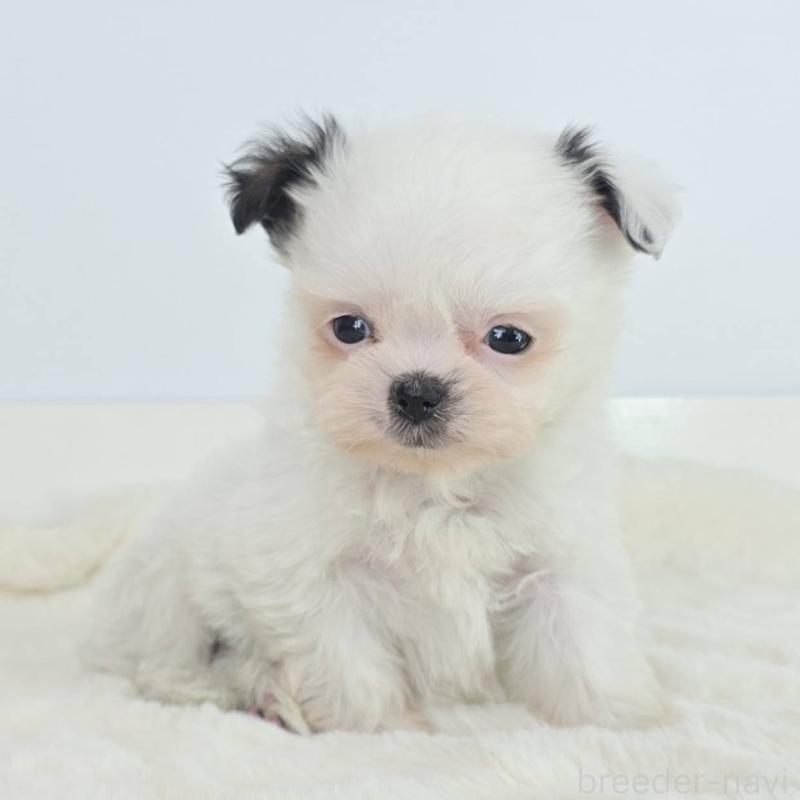 販売中の茨城県のミックス犬-454608の3枚目