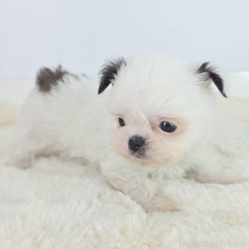 販売中の茨城県のミックス犬-454608の2枚目