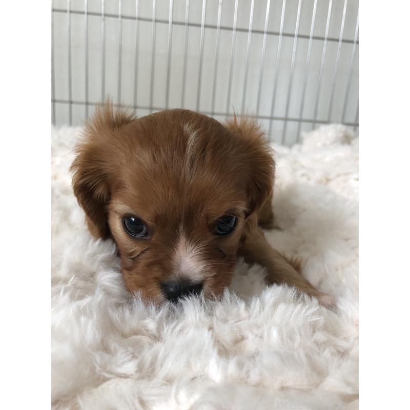 販売中の青森県のキャバリアキングチャールズスパニエル-445702の9枚目