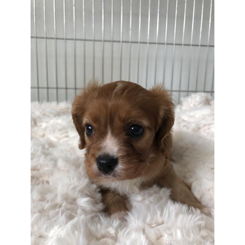 販売中の青森県のキャバリアキングチャールズスパニエル-445702の8枚目