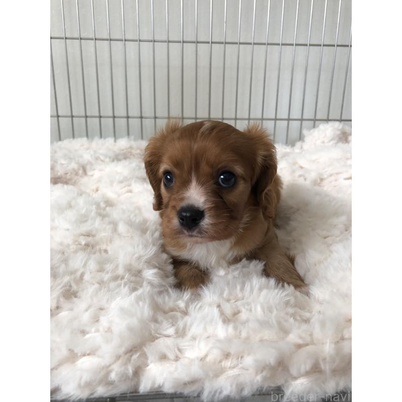 販売中の青森県のキャバリアキングチャールズスパニエル-445702の7枚目