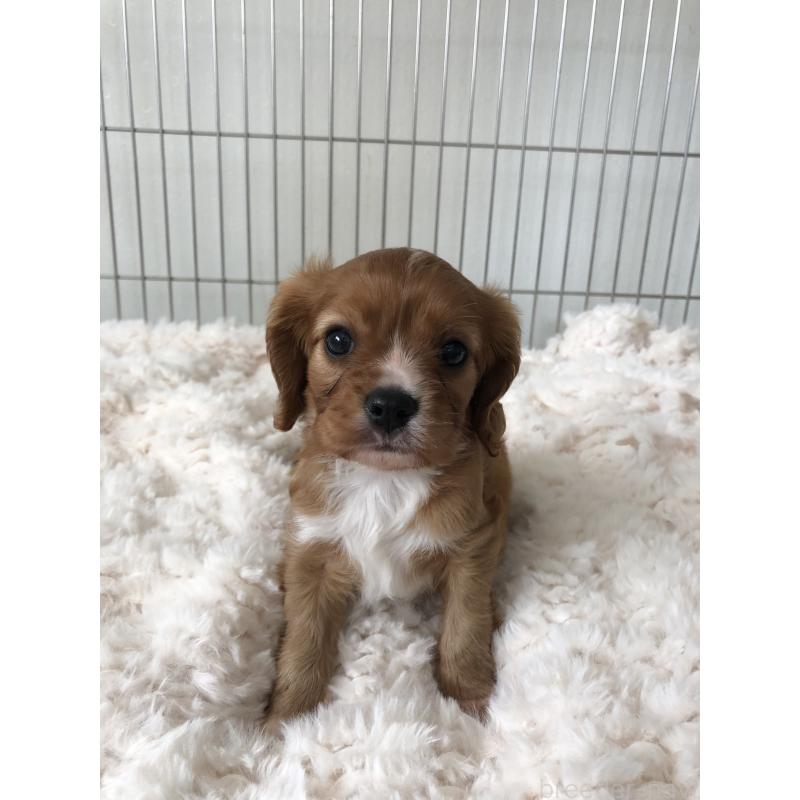 販売中の青森県のキャバリアキングチャールズスパニエル-445702の6枚目