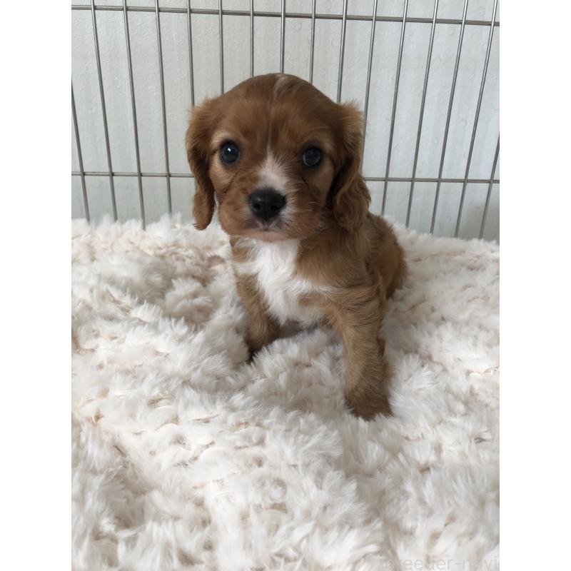 販売中の青森県のキャバリアキングチャールズスパニエル-445702の2枚目