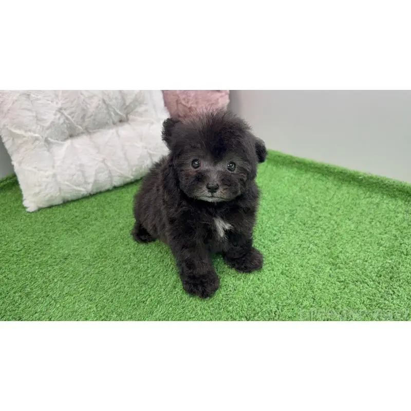 販売中の新潟県のティーカッププードル-454611の7枚目