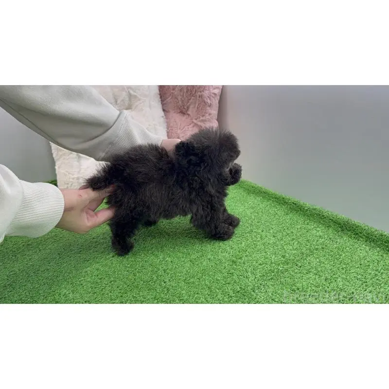 販売中の新潟県のティーカッププードル-454611の5枚目