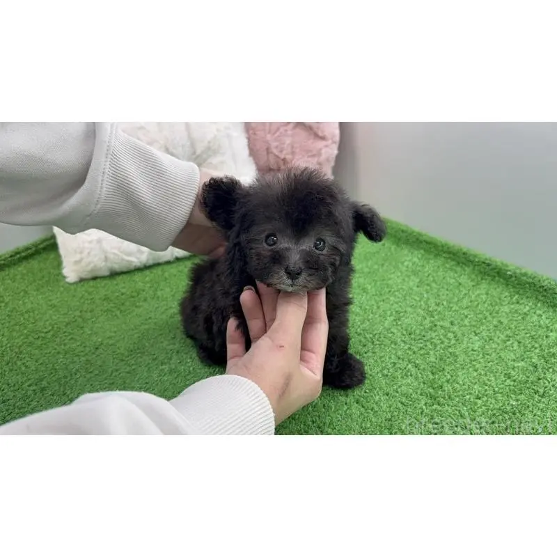 販売中の新潟県のティーカッププードル-454611の3枚目