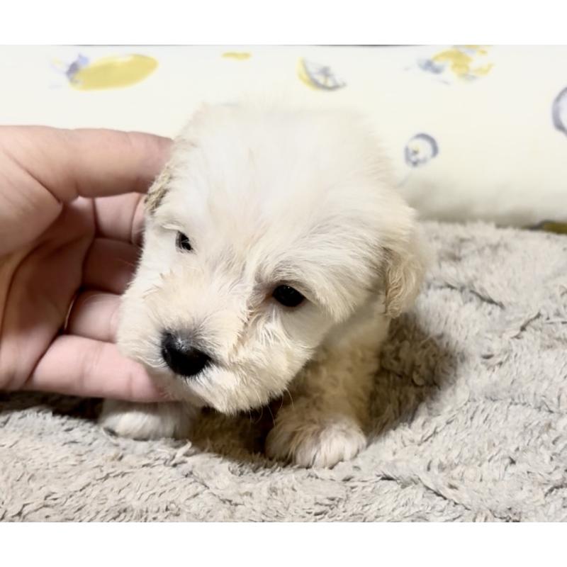 販売中の奈良県のミニチュアシュナウザー-454610の8枚目