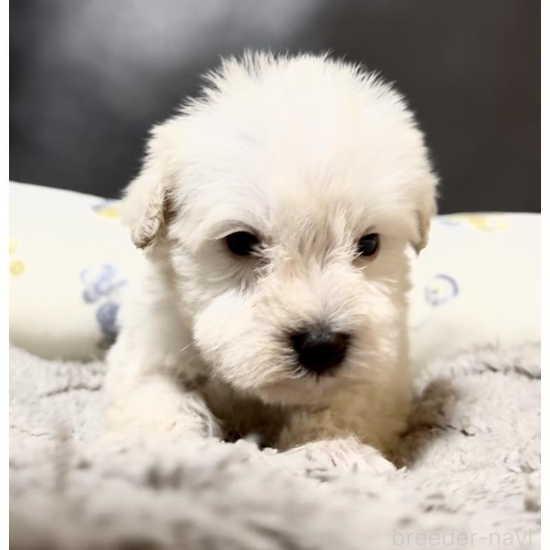 販売中の奈良県のミニチュアシュナウザー-454610の7枚目