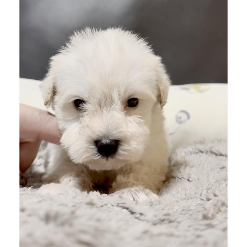 販売中の奈良県のミニチュアシュナウザー-454610の6枚目