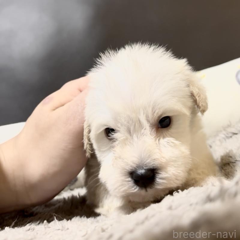 販売中の奈良県のミニチュアシュナウザー-454610の5枚目