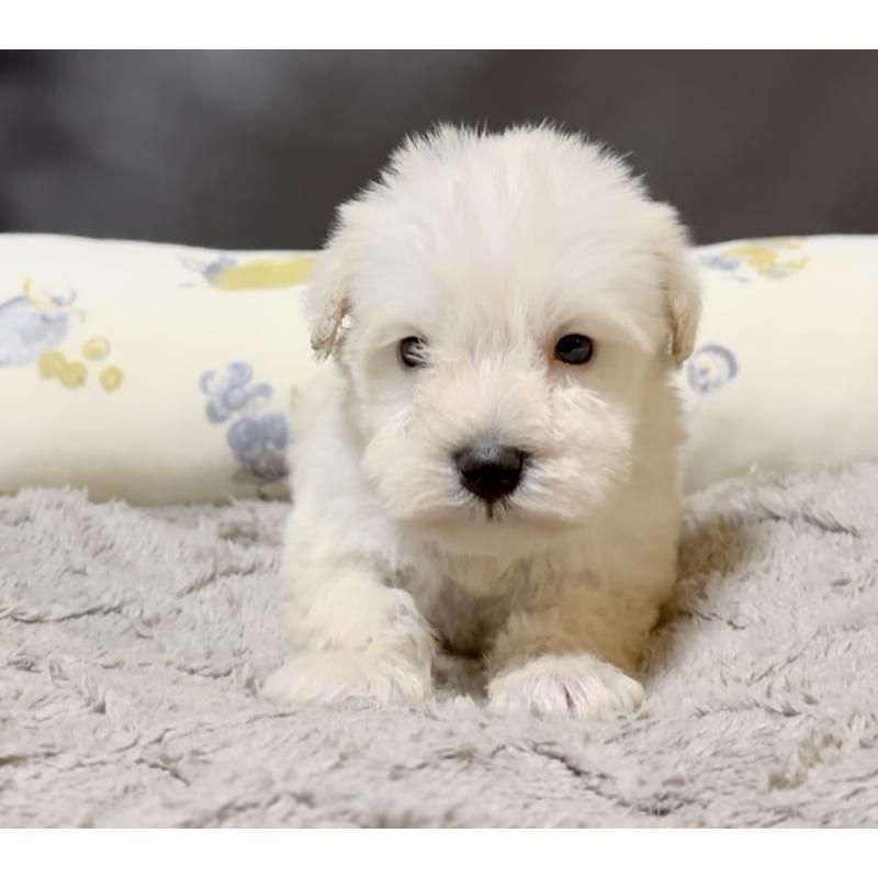 販売中の奈良県のミニチュアシュナウザー-454610の4枚目