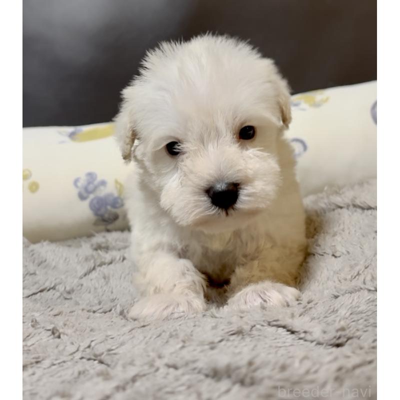 販売中の奈良県のミニチュアシュナウザー-454610の3枚目