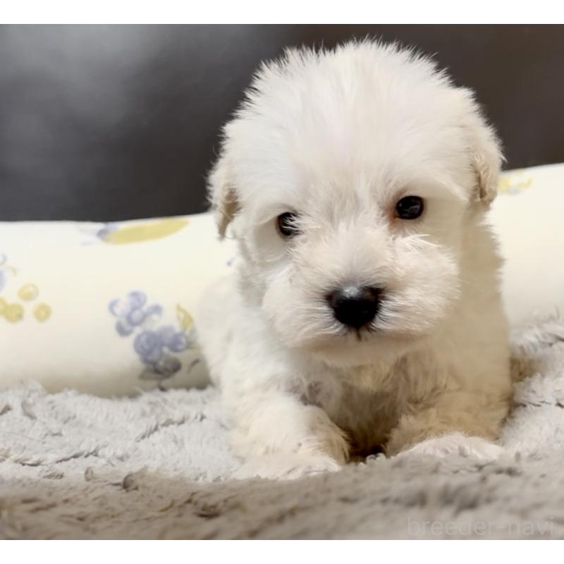 販売中の奈良県のミニチュアシュナウザー-454610の2枚目