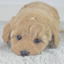 オンライン見学